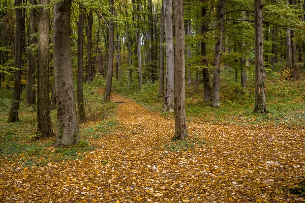 Beautiful Scenery Forest Path Covered Golden Fallen Leaves Fresh Green — стоковое фото