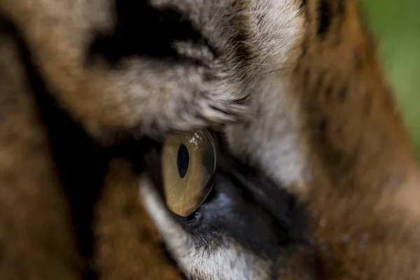 Eye Tiger Indochinese Tiger Panthera Tigris Tigris Thailand — Photo