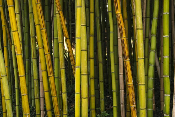 Forest Tall Green Bamboo Trees Sunny Day Aragon Spain — Stockfoto