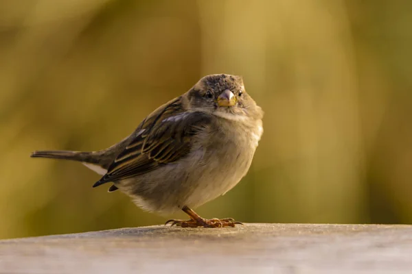 Closeup Shot Cute Sparrow Perched Ground — стоковое фото