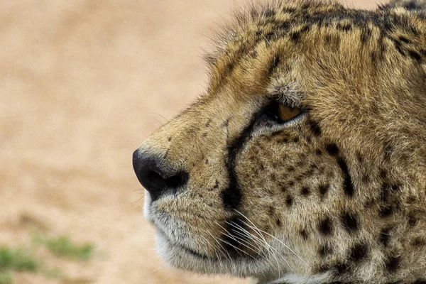 Closeup Shot Cheetah Jungle South Africa — Stock Fotó