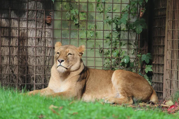 Detailní Záběr Lvice Ležící Trávě Zoo — Stock fotografie