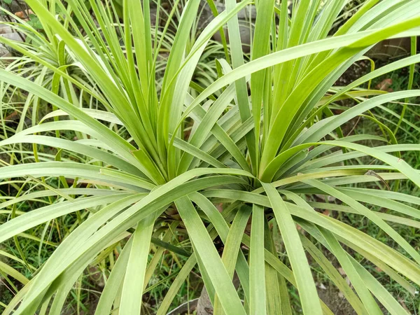 Closeup Shot Growing Screwpine Plants — стокове фото