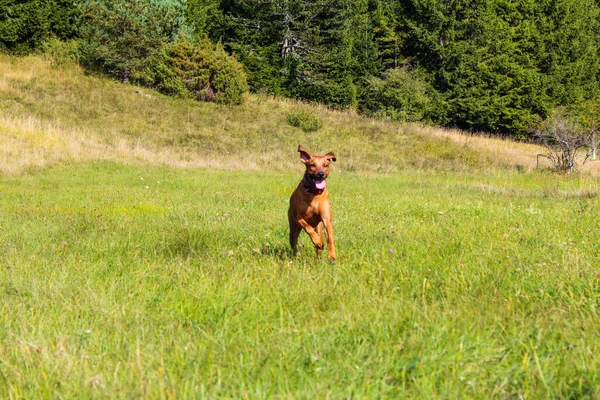 Коричневий Собака Біжить Траві Парку Сонячний День Деревами Задньому Плані — стокове фото