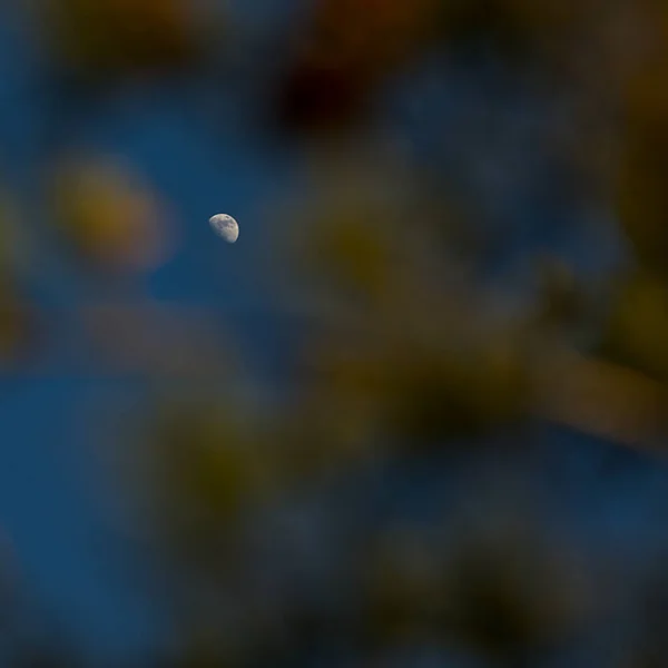 Beautiful View Moon Seen Leaves — Fotografia de Stock