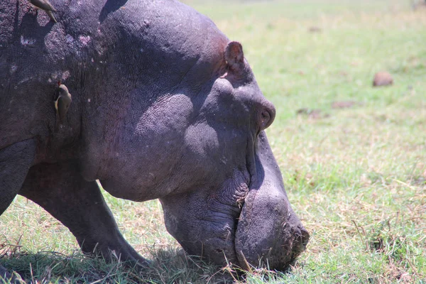 Selective Huge Hippo Field — 스톡 사진