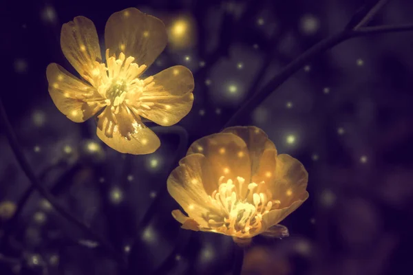 Closeup Shot Beautiful Yellow Eschscholtz Buttercup Flowers Rendered Lights Them — Fotografia de Stock