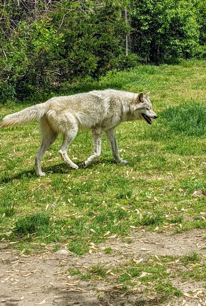 Vertical Shot Alaskan Tundra Wolf Park — 图库照片