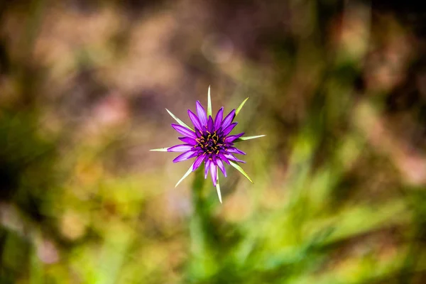 Shallow Focus Shot Beautiful Purple Salsify Flower Garden — Foto de Stock