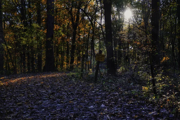 Pathway Surrounded Trees Dried Leaves Forest Autumn — Zdjęcie stockowe