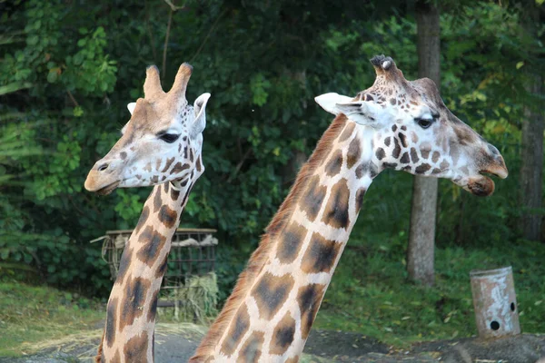 Closeup Shot Giraffes Zoo — Photo