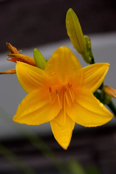Shallow Focus Yellow Lily Flower Blurred Background — Stok fotoğraf