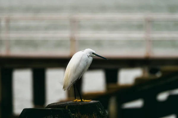 Close Selective Focus Shot Tiny White Egret Standing Stairs — Photo
