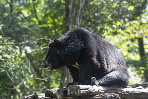 Asian Black Bear Ursus Thibetanus Huai Kha Khaeng Wildlife Sanctuary — Foto de Stock