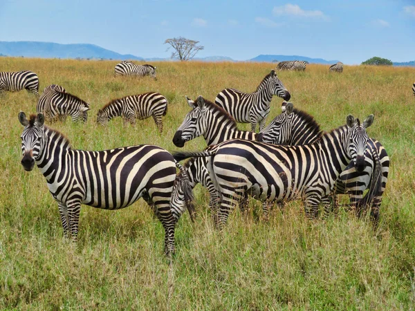 Group Zebras Gloomy Day Field Serengeti National Park Africa — Fotografia de Stock