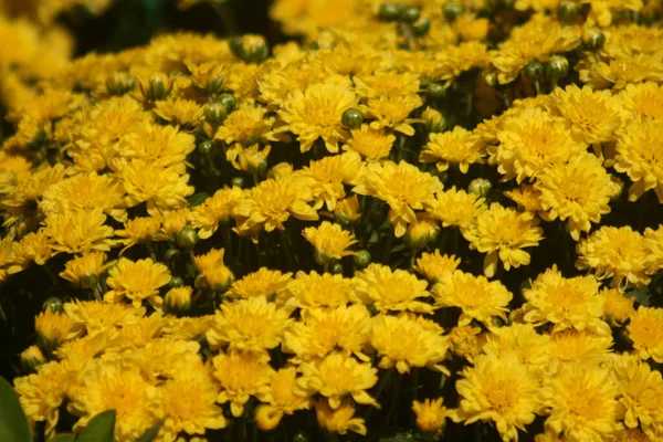 Primo Piano Fiori Gialli Carta Parati Sfondo — Foto Stock