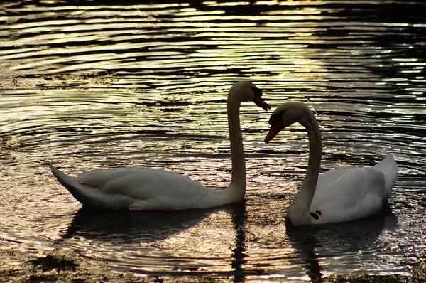 Silueta Par Cisnes Luz Fondo Noche Río Nidda Frankfurt Alemania — Foto de Stock