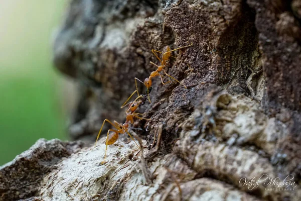 Sebuah Closeup Shot Yang Indah Dari Dua Semut Listrik Berjalan — Stok Foto