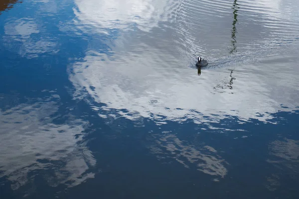 Eurasian Coot Fulica Atra Wading Lake — Stock Fotó