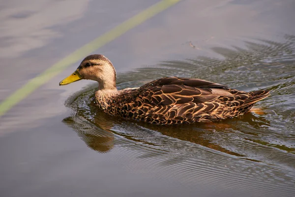 Female Mallard Duck Wading Pond — Fotografia de Stock