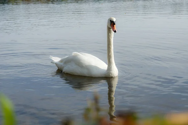 Němá Labuť Také Známá Jako Cygnus Olor Plovoucí Vodě — Stock fotografie