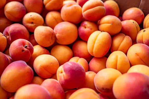 Closeup Shot Red Orange Apricots Day — стоковое фото