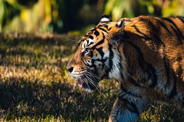 Selective Focus Shot Tiger Sunny Day — Φωτογραφία Αρχείου