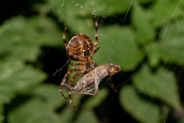 Selective Focus Shot Araneus Trifolium Its Catch — ストック写真