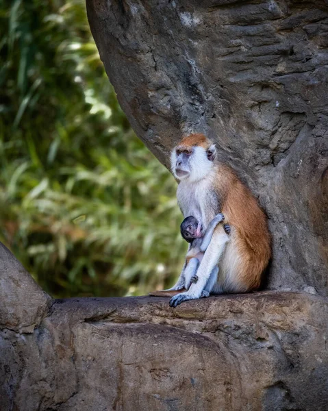 Selective Patas Monkey Erythrocebus Patas Park — Foto de Stock