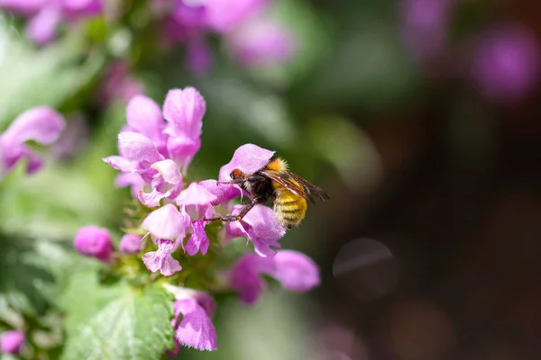 Amacro Shot Bee Crawling Purple Flower Blurred Background — 图库照片