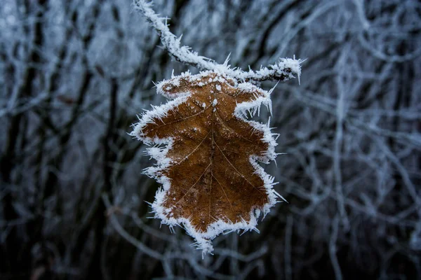 Beautiful Macro Shot Frozen Leaf Tree Branch Winter — Fotografia de Stock