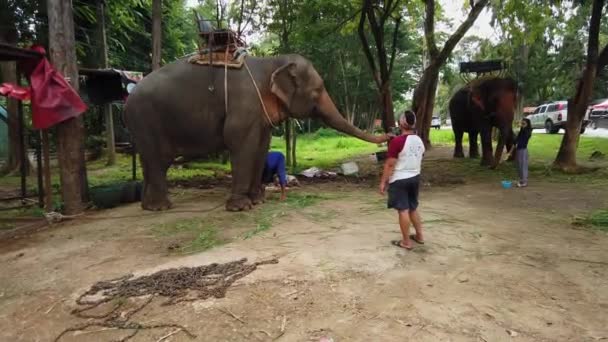 Gündüzleri Ormanda Kalan Fillere Binmek — Stok video