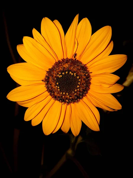 Ένα Κοντινό Πλάνο Ενός Κίτρινου Λουλουδιού Και Ένα Μικρό Μυρμήγκι — Φωτογραφία Αρχείου