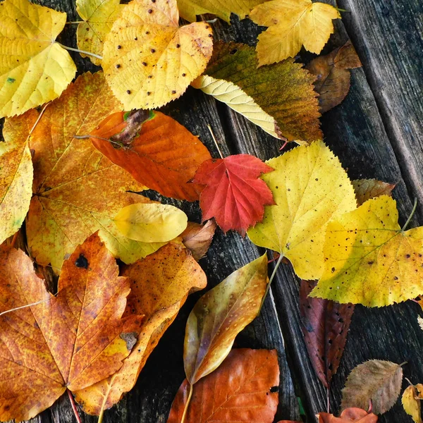 Closeup Shot Colorful Autumn Leaves Fallen Wooden Bench Park — 스톡 사진