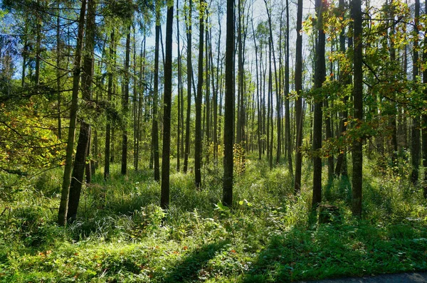 Прекрасний Знімок Лісу Оточений Високими Деревами Відмінно Підходить Шпалер — стокове фото