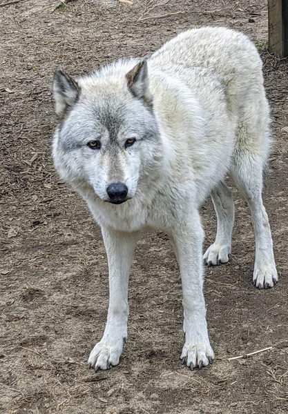 Vertical Shot Alaskan Tundra Wolf Park — Zdjęcie stockowe