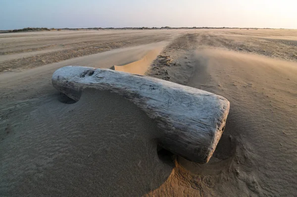 Huge Piece Wood Sunk Sand — Photo