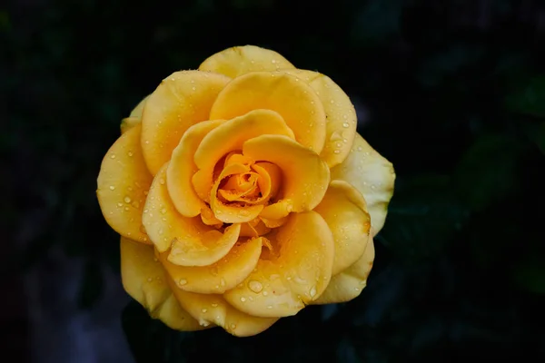 Top View Yellow Rose Garden — Stockfoto
