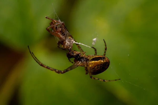 Selective Focus Shot Orb Web Spider — Stockfoto