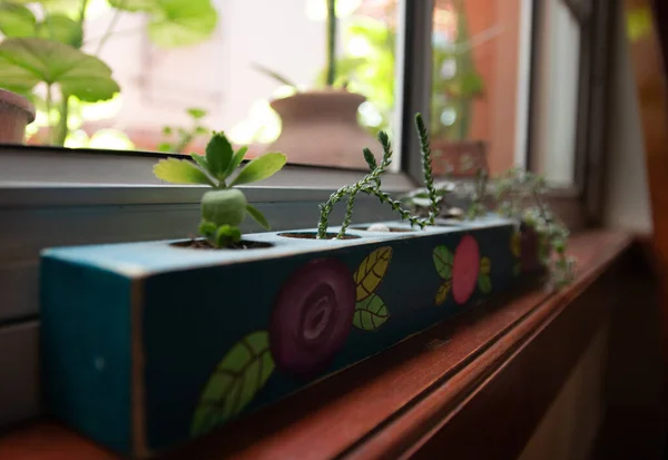 Closeup Green Houseplants Decorative Flowerpot — стоковое фото