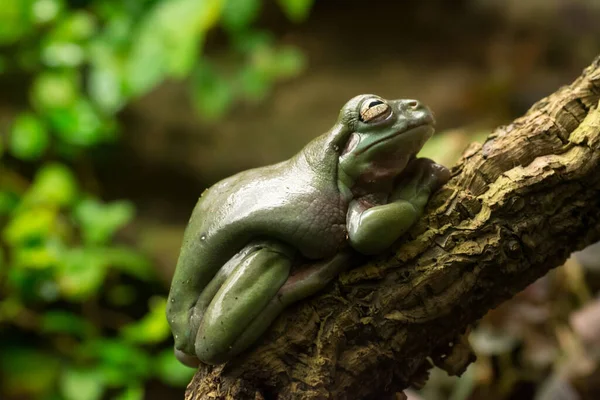 Selective Focus Shot Tree Frog —  Fotos de Stock