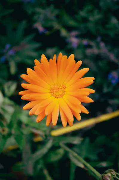Vertical Close Shot Beautiful Orange Flower — 스톡 사진