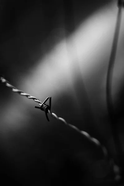 Grayscale Selective Focus Barbed Metal Fence Wire — Stock fotografie