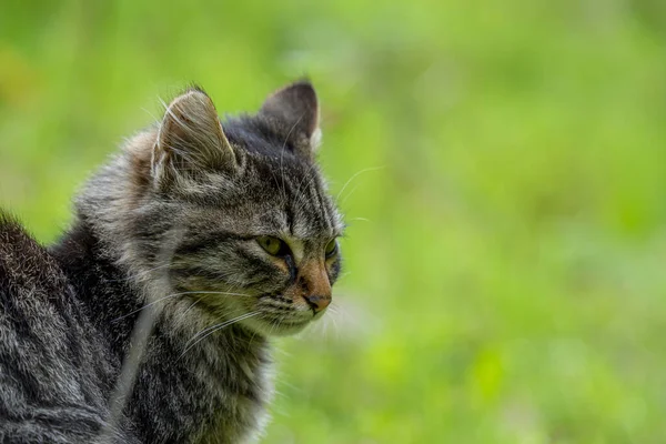 Soft Focus Gray Cat Fierce Look Green Blurry Grass — Fotografia de Stock