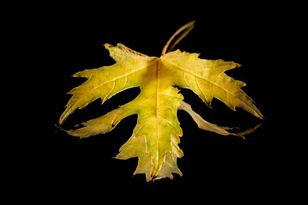 Maple Leaf Reflecting Mirror Dark Background — Fotografia de Stock