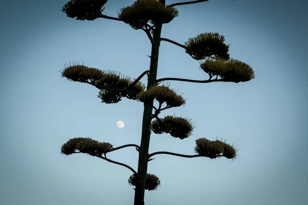 Agave Tree Blue Sky — Zdjęcie stockowe
