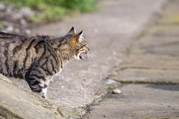 Angry Fluffy Cat Outdoors Blurred Background — Stock fotografie