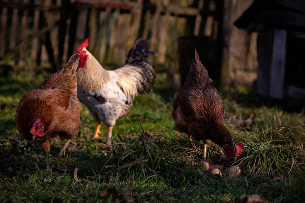 Flock Free Range Chicken Eggs Grass — Fotografia de Stock