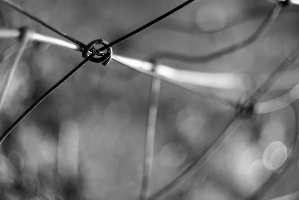 Grayscale Selective Focus Metal Fence Wire — Fotografia de Stock