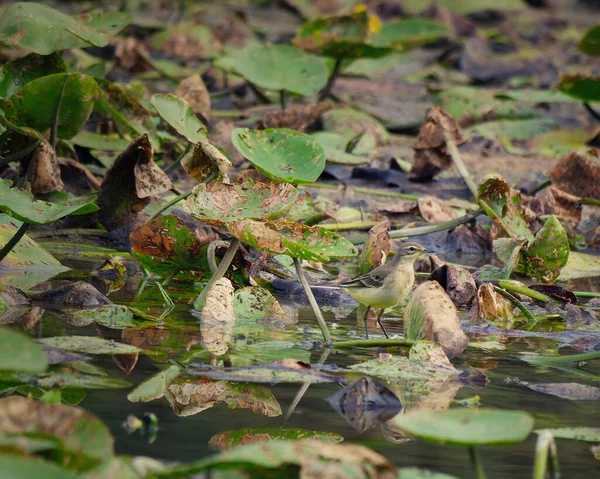 沼の中の湖には乾燥した古い葉や植物に囲まれたユリのパッドの上に立つかわいい鳥 — ストック写真